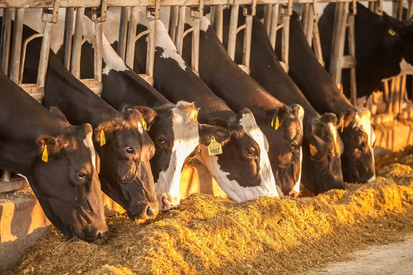 Cows eating feed on a dairy farm